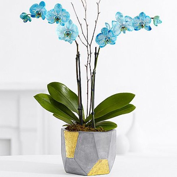 画像1: Potted Double Stem Blue Orchid (1)