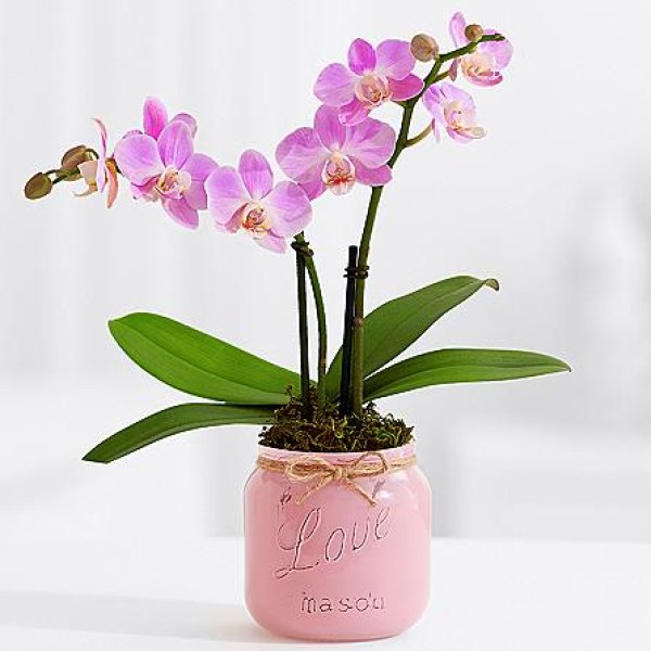 画像1: Pink Mini Orchid (1)