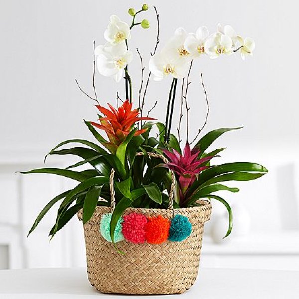 画像1: Premium Orchid Garden (1)
