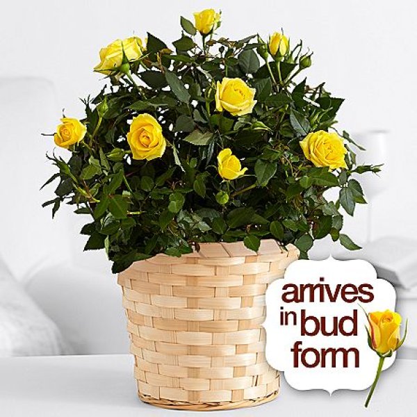 画像1: Potted Yellow Rose (1)