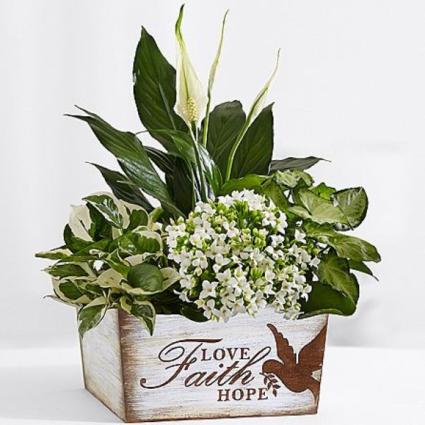 画像2: Peaceful White Garden (2)