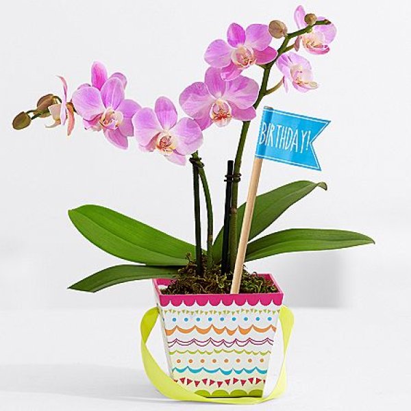 画像1: Sweetheart Birthday Orchid (1)