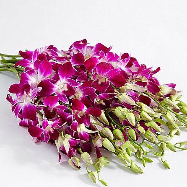 画像2: Purple Dendrobium Orchids (2)