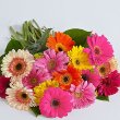 画像2: Colorful Gerbera Daisies (2)