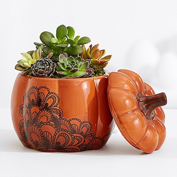 画像1: Pumpkin Spiced Succulents (1)