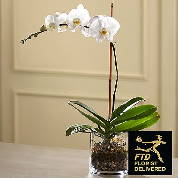 画像1: White Orchid Planter (1)