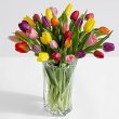 画像1: 30 Multi-Colored Birthday Tulips (1)