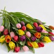 画像2: 30 Multi-Colored Birthday Tulips (2)