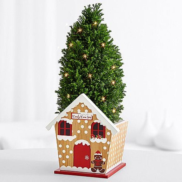 画像1: Mini Gingerbread Cypress Tree (1)