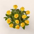 画像2: Long Stem Yellow Rose Bouquet(STANDARD 12 Yellow Roses) (2)