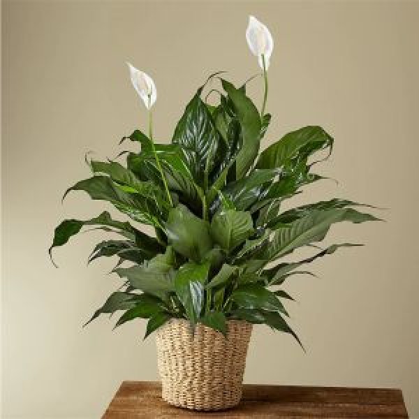 画像1: Peace Lily Plant (1)