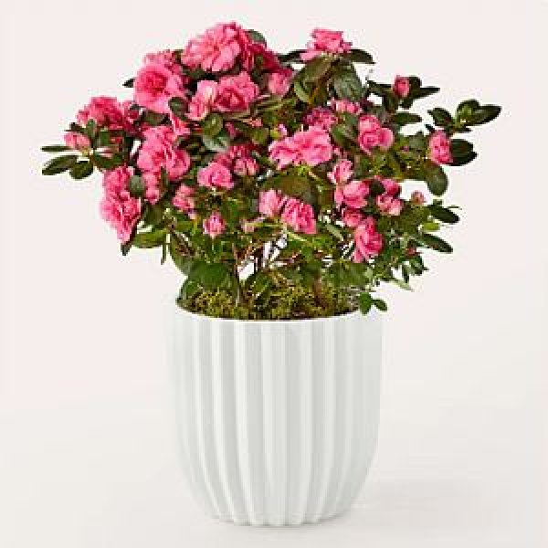 画像1: Pretty Pink Azalea Plant (1)