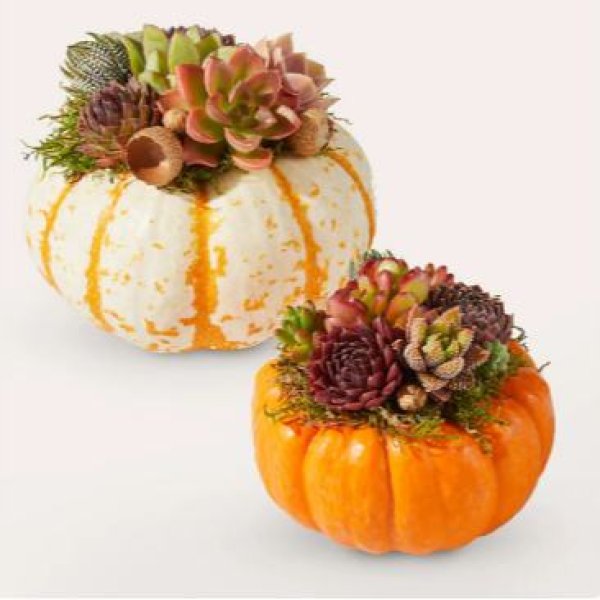 画像2: Live Pumpkin Succulent Garden Mini (2)