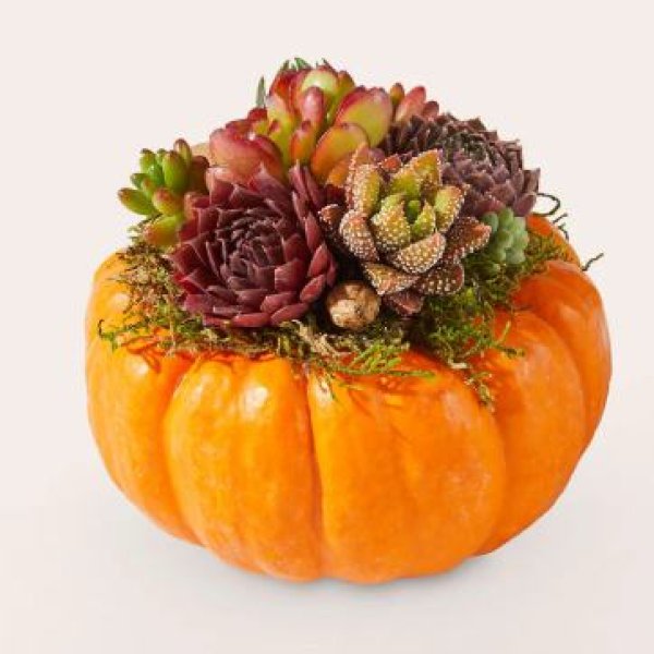 画像1: Live Pumpkin Succulent Garden Mini (1)